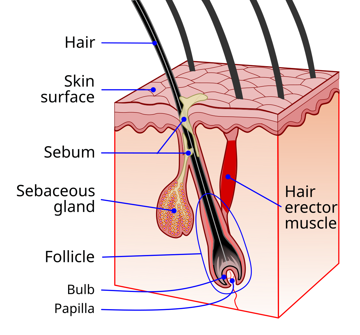 Cross-section of a hair follicle