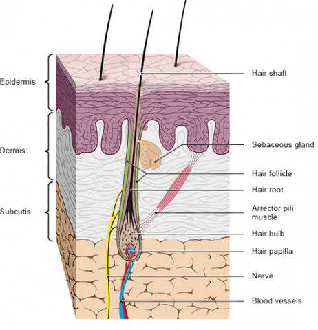Anatomy of the hair follicle