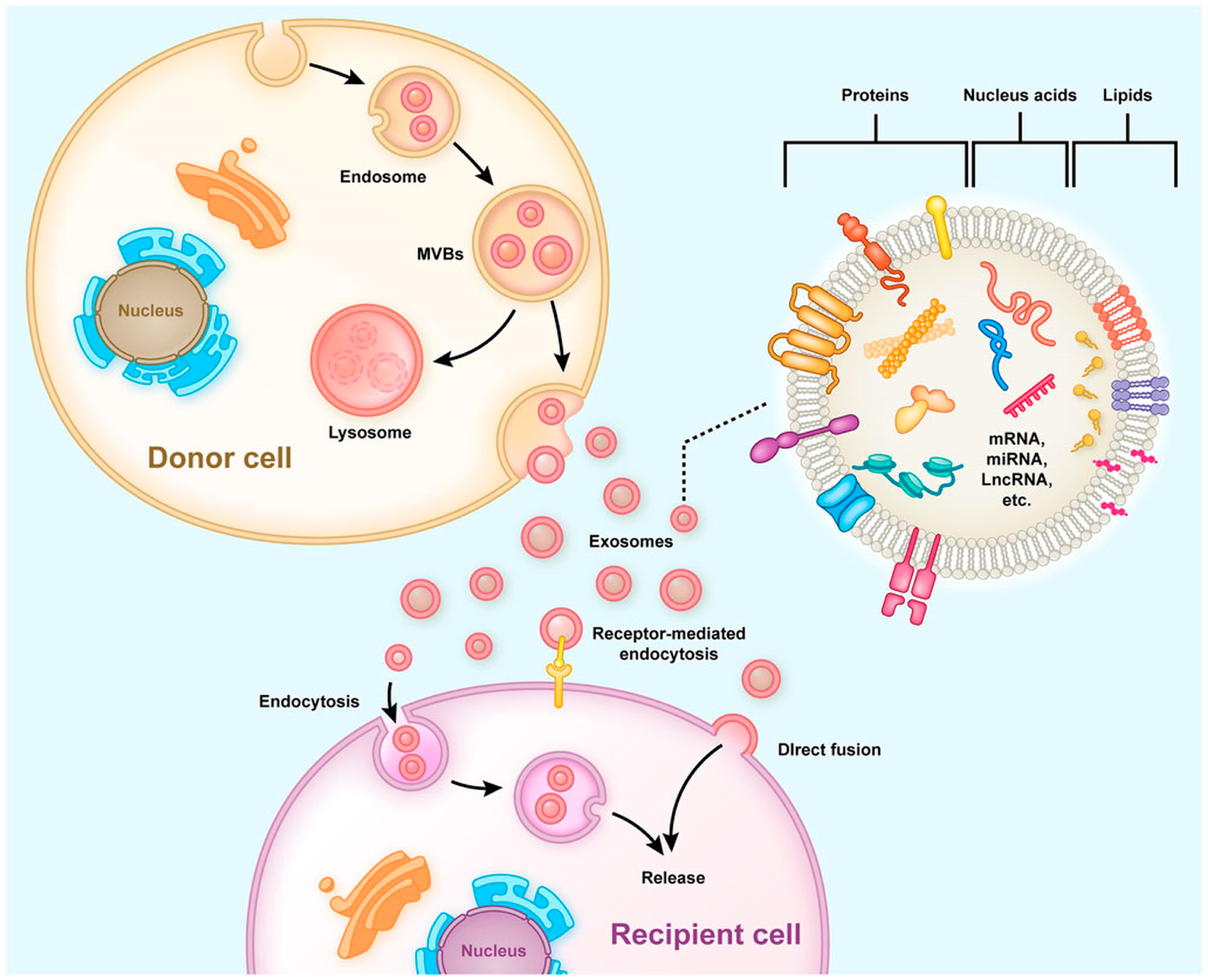 Exosomes and signaling pathways in hair follicle regeneration